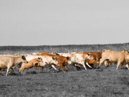 Saúde Animal em Debate: Como o Bem-Estar Transforma a Pecuária Sustentável no Brasil!