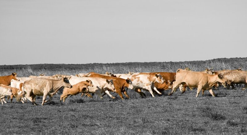 Saúde Animal em Debate: Como o Bem-Estar Transforma a Pecuária Sustentável no Brasil!