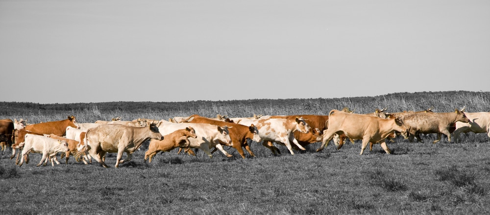 Saúde Animal em Debate: Como o Bem-Estar Transforma a Pecuária Sustentável no Brasil!