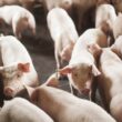 SC Bate Recorde: Exporta 68 Mil Toneladas de Carne Suína em Outubro, Segundo Melhor Desempenho!