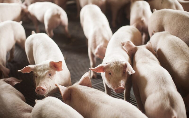 SC Bate Recorde: Exporta 68 Mil Toneladas de Carne Suína em Outubro, Segundo Melhor Desempenho!