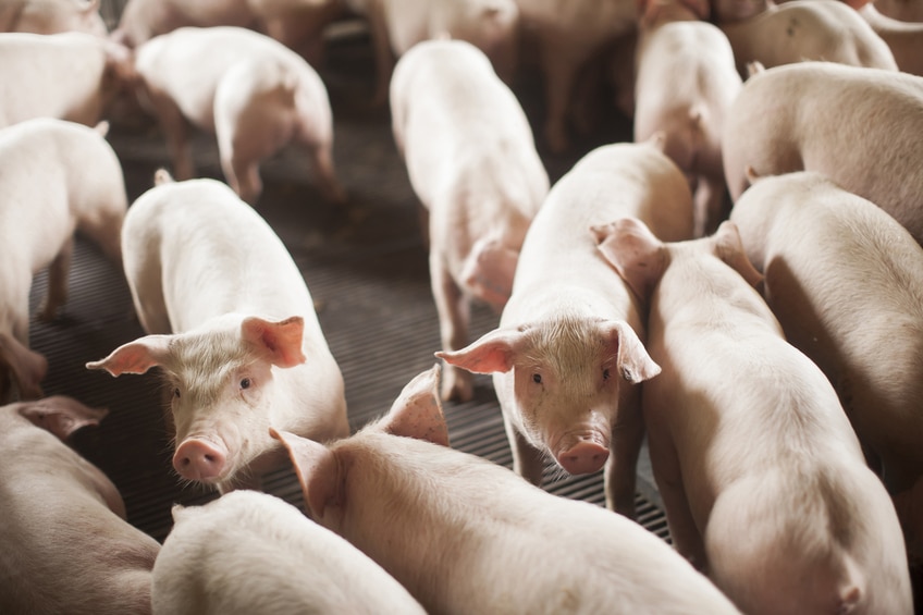 SC Bate Recorde: Exporta 68 Mil Toneladas de Carne Suína em Outubro, Segundo Melhor Desempenho! SC Bate Recorde: Exporta 68 Mil Toneladas de Carne Suína em Outubro, Segundo Melhor Desempenho!