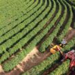 Segurança no Campo: Como o Programa Safra Garantida SC Transformará a Agricultura de Santa Catarina!