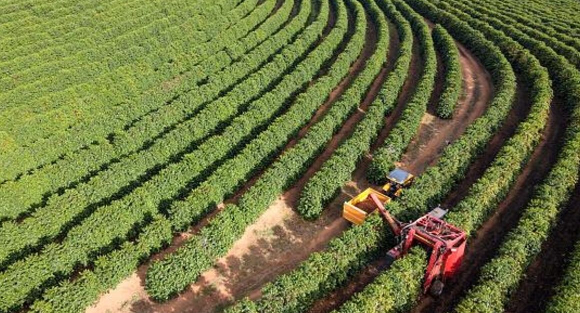 Segurança no Campo: Como o Programa Safra Garantida SC Transformará a Agricultura de Santa Catarina! Segurança no Campo: Como o Programa Safra Garantida SC Transformará a Agricultura de Santa Catarina!