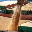 Soja brasileira em alerta: o que as notificações da China revelam sobre o futuro das nossas exportações?