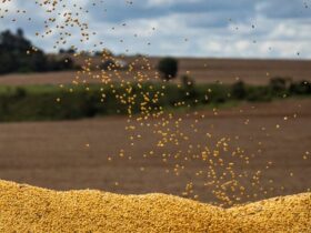 Soja: Recorde à Vista com Expansão da Área Plantada, Diz Consultoria