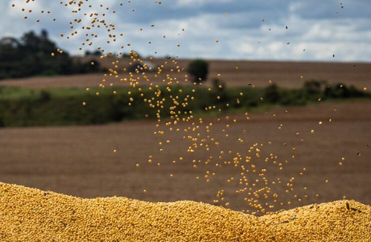 Soja: Recorde à Vista com Expansão da Área Plantada, Diz Consultoria