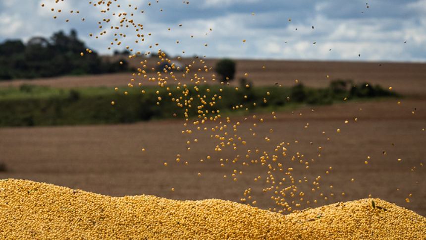 Soja: Recorde à Vista com Expansão da Área Plantada, Diz Consultoria