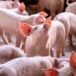 Suinocultura Brasil: O Surpreendente Crescimento dos Abates que Está Transformando o Mercado em 2025!