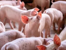Suinocultura Brasil: O Surpreendente Crescimento dos Abates que Está Transformando o Mercado em 2025!
