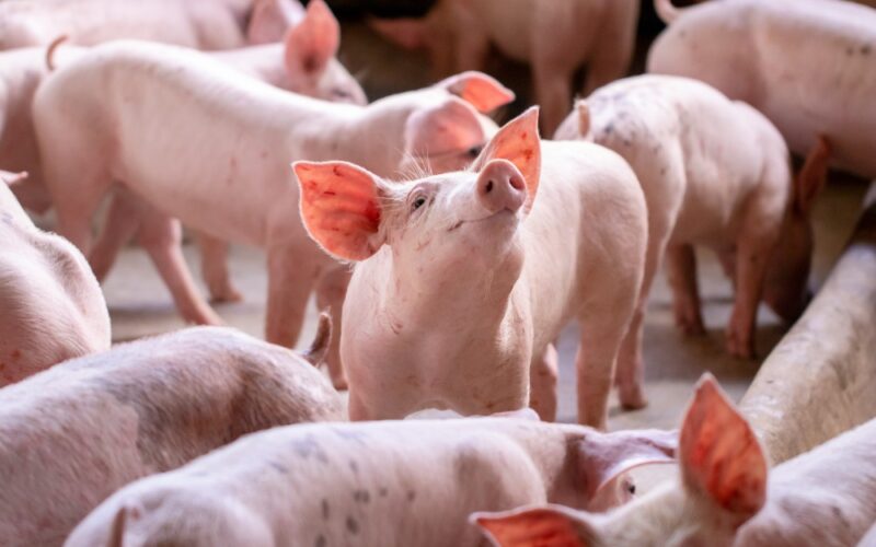 Suinocultura Brasil: O Surpreendente Crescimento dos Abates que Está Transformando o Mercado em 2025!