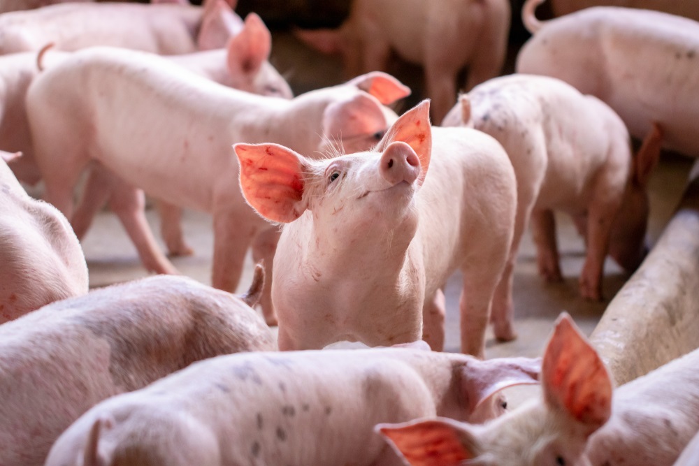 Suinocultura Brasil: O Surpreendente Crescimento dos Abates que Está Transformando o Mercado em 2025!