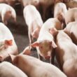 Suinocultura Brasileira em Alta: Como um Crescimento de 16% Pode Transformar o Mercado em 2023!