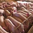 Suinocultura de Santa Catarina: Como a Escassez e as Exportações estão Transformando o Mercado!