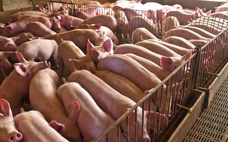 Suinocultura de Santa Catarina: Como a Escassez e as Exportações estão Transformando o Mercado!