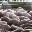 Suinocultura em Alta: As Estratégias Reveladas para um Futuro Promissor em 2024!