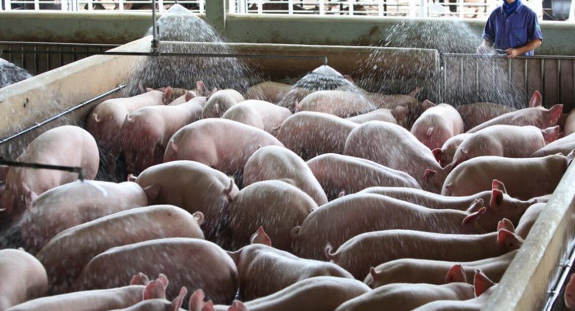Suinocultura em Alta: As Estratégias Reveladas para um Futuro Promissor em 2024!