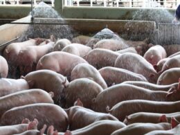 Suinocultura em Alta: As Estratégias Reveladas para um Futuro Promissor em 2024!