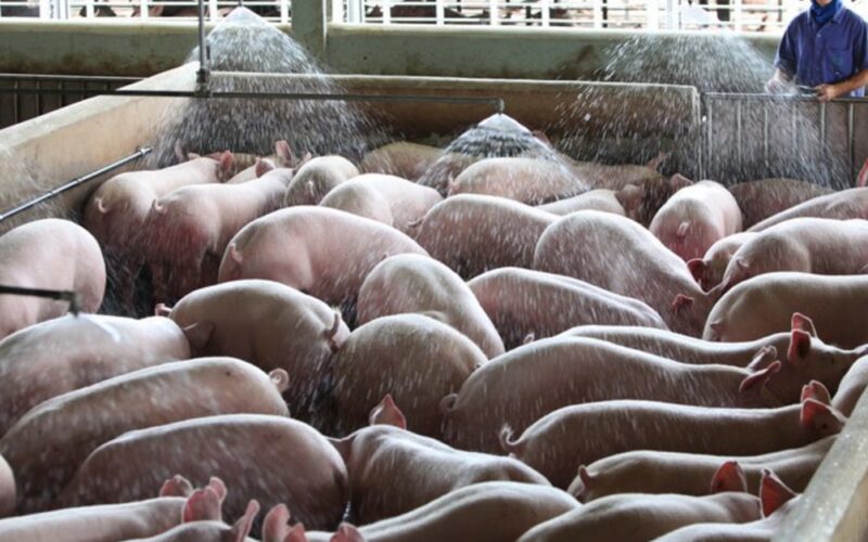 Suinocultura em Alta: As Estratégias Reveladas para um Futuro Promissor em 2024!