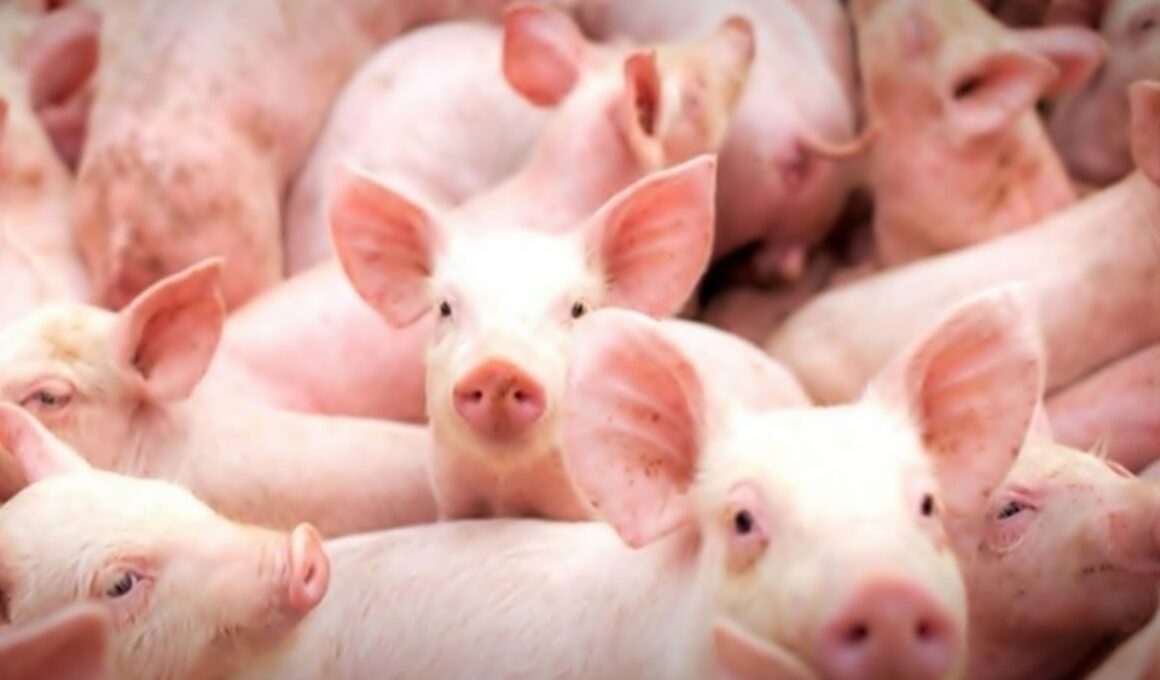 Suinocultura em Alta: Como o Crescimento do Mercado de Suínos Pode Revolucionar Seus Lucros!