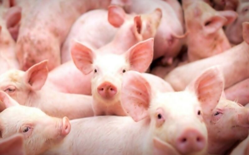 Suinocultura em Alta: Como o Crescimento do Mercado de Suínos Pode Revolucionar Seus Lucros!