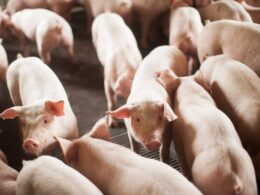 Suinocultura em Crise: Como a Queda de Preços na China Pode Impactar o Mercado Global