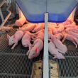 Suinocultura no Mato Grosso do Sul: Oásis de Crescimento e Oportunidades que Você Não Pode Ignorar!