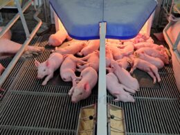 Suinocultura no Mato Grosso do Sul: Oásis de Crescimento e Oportunidades que Você Não Pode Ignorar!