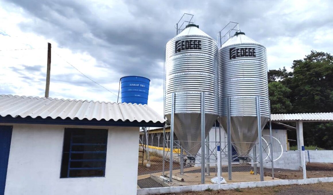 Suinocultura: O Segredo que Está Revitalizando Três Passos e Conquistando a Geração do Campo!