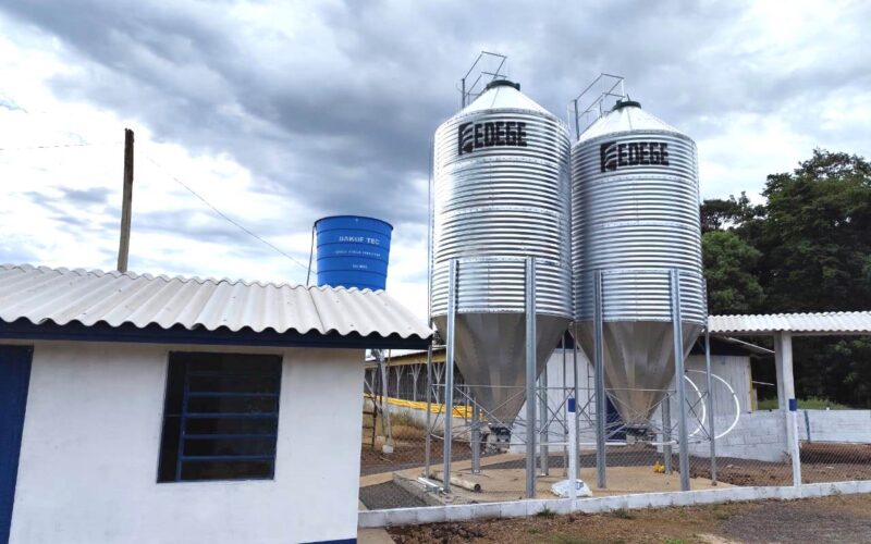 Suinocultura: O Segredo que Está Revitalizando Três Passos e Conquistando a Geração do Campo!