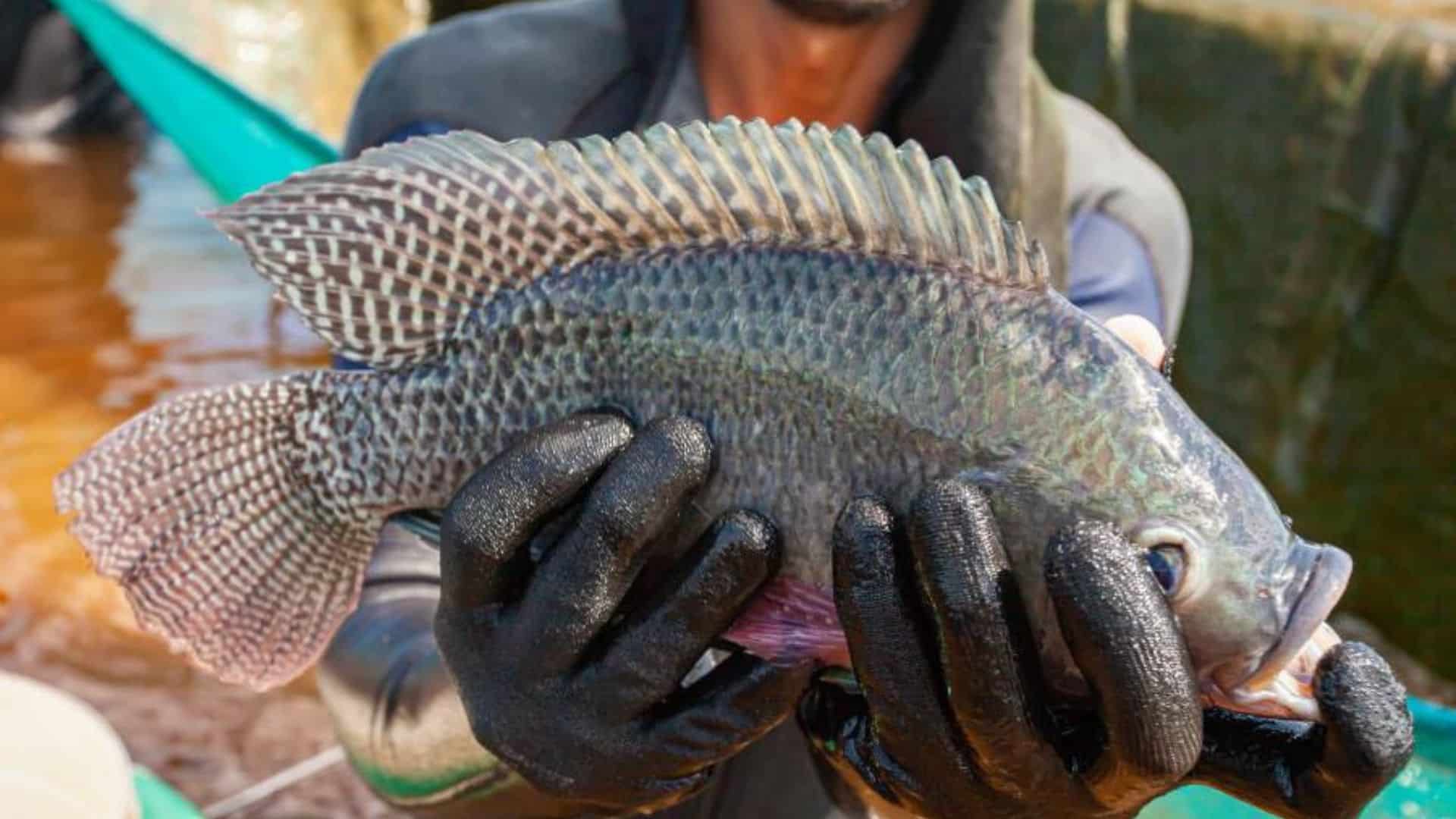 Suplemento fortalece defesa celular em tilápias utilizando fígado de aves como base