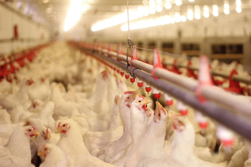 Surpreendente alta nas exportações de frango em outubro revela potencial de crescimento e lucros atrativos