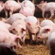 Surpresa nos Preços do Suíno Vivo: O Que Isso Significa para Seu Bolso e o Mercado?