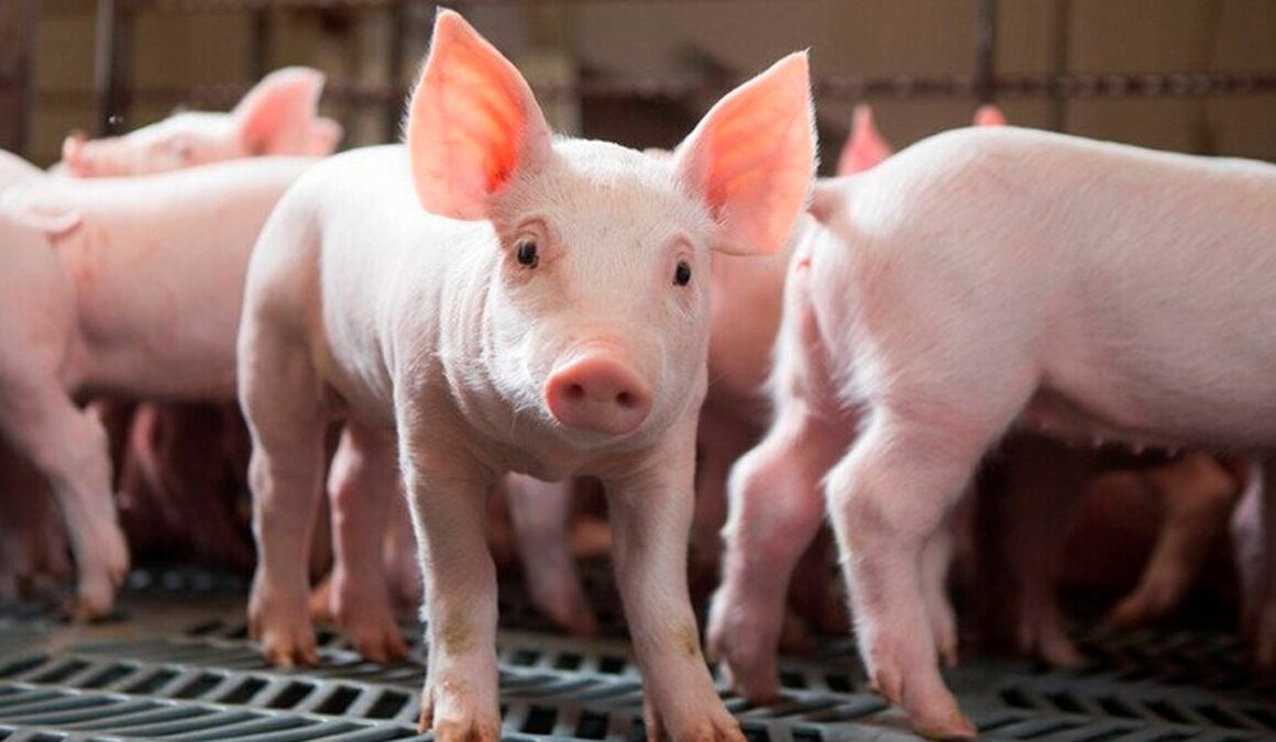 Surpresas do Mercado: Por que a Carne Suína Continua em Alta Mesmo com Quedas Mensais?