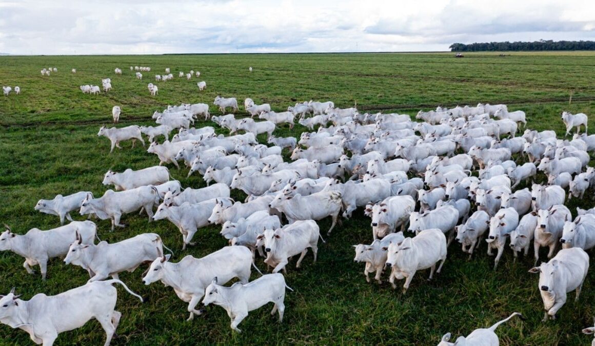 Tarifa de Trump: Minerva (BEEF3) é a mais impactada entre frigoríficos, diz análise.