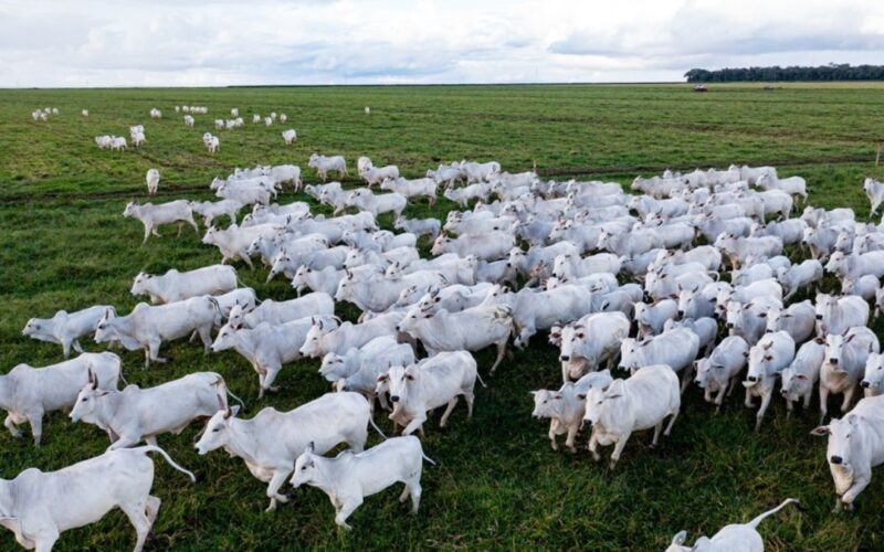 Tarifa de Trump: Minerva (BEEF3) é a mais impactada entre frigoríficos, diz análise.