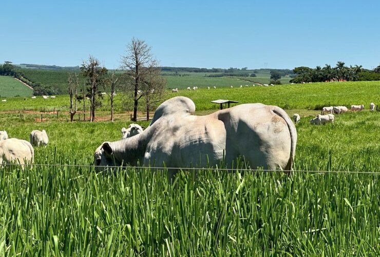 Tecnologia via satélite do Brasil proporciona solução eficiente para a agropecuária