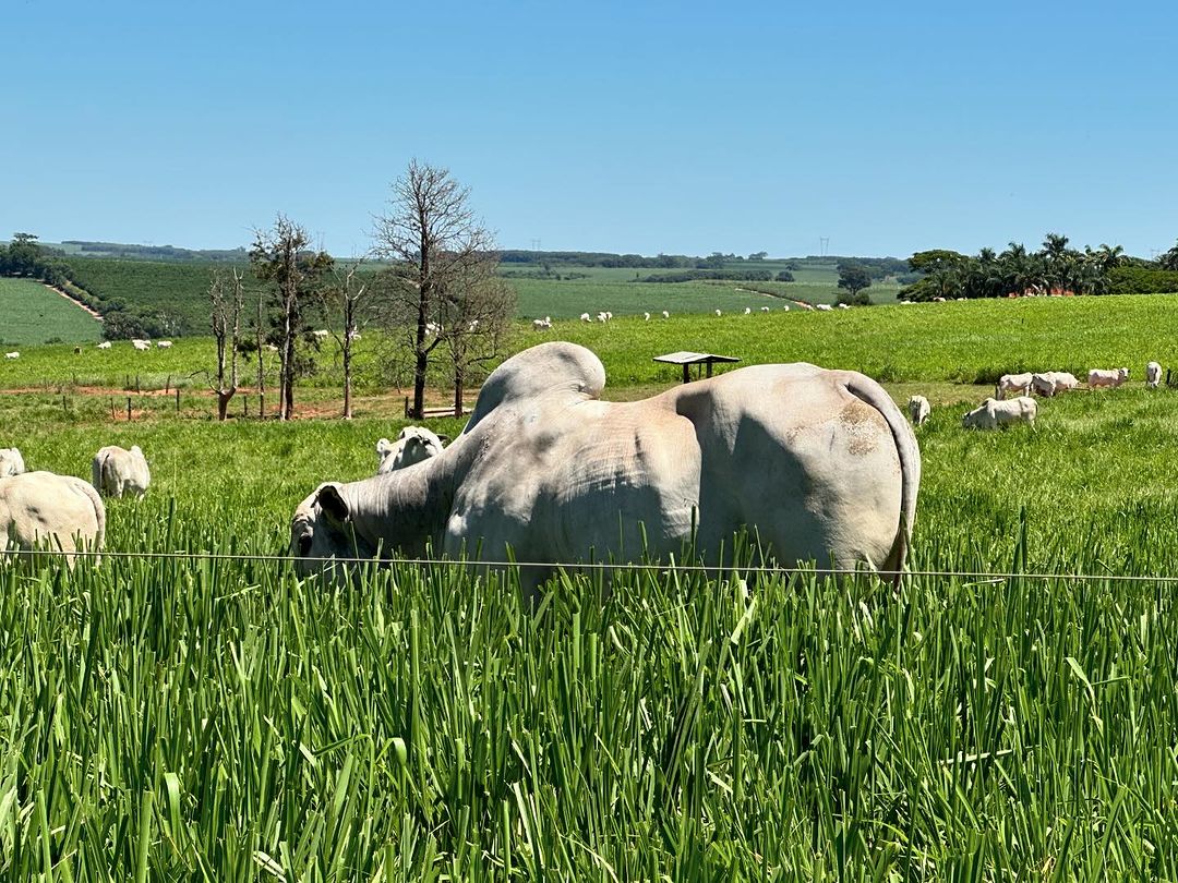 Tecnologia via satélite do Brasil proporciona solução eficiente para a agropecuária