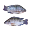 Tilápia e Tambaqui: Peixes Sustentáveis que Combatem as Mudanças Climáticas e Sustentam o Futuro!