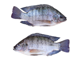 Tilápia e Tambaqui: Peixes Sustentáveis que Combatem as Mudanças Climáticas e Sustentam o Futuro!
