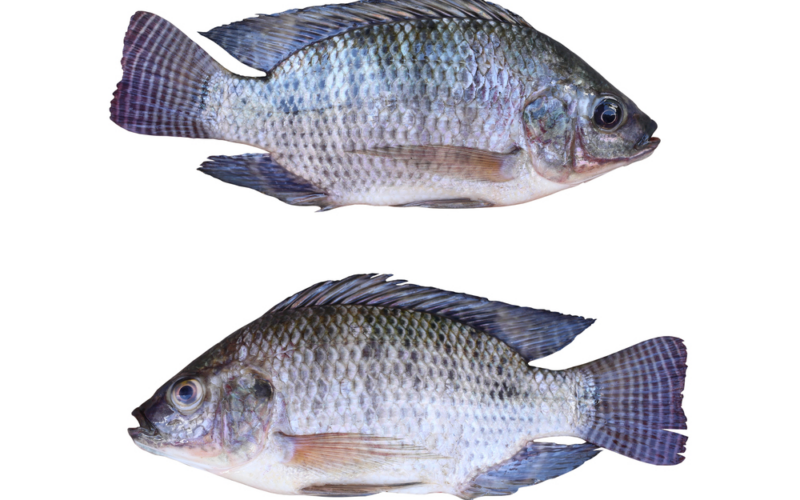 Tilápia e Tambaqui: Peixes Sustentáveis que Combatem as Mudanças Climáticas e Sustentam o Futuro!