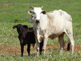 Transformação no Campo: JBS Impulsiona 15 mil Pequenos Produtores rumo à Regularização e Sucesso!