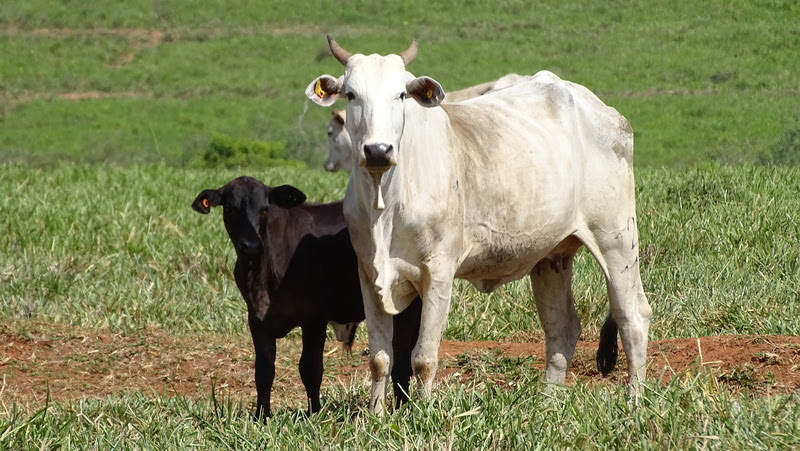 Transformação no Campo: JBS Impulsiona 15 mil Pequenos Produtores rumo à Regularização e Sucesso!