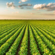 Transformando Grãos em Ouro: O Surpreendente Crescimento das Exportações do Agronegócio em 2024!