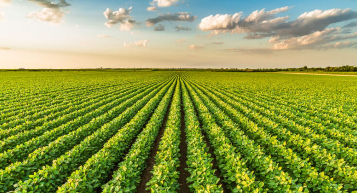 Transformando Grãos em Ouro: O Surpreendente Crescimento das Exportações do Agronegócio em 2024!