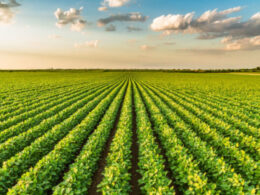 Transformando Grãos em Ouro: O Surpreendente Crescimento das Exportações do Agronegócio em 2024!