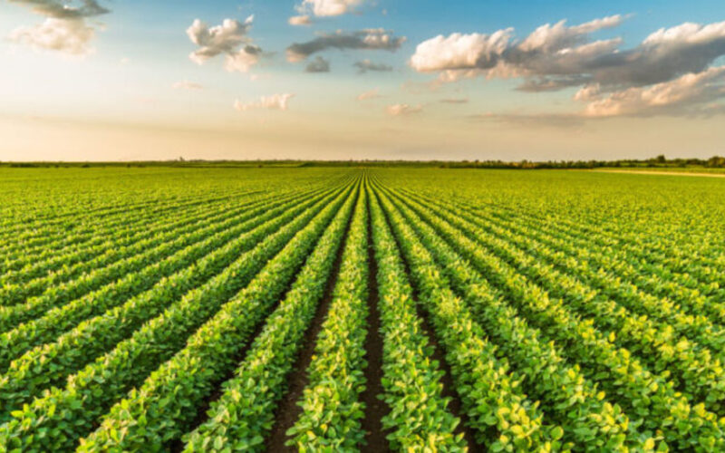 Transformando Grãos em Ouro: O Surpreendente Crescimento das Exportações do Agronegócio em 2024!