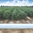 Transformando Resíduos em Riquezas: A Revolução Verde que Está Mudando a Agricultura!