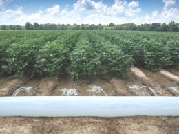 Transformando Resíduos em Riquezas: A Revolução Verde que Está Mudando a Agricultura!