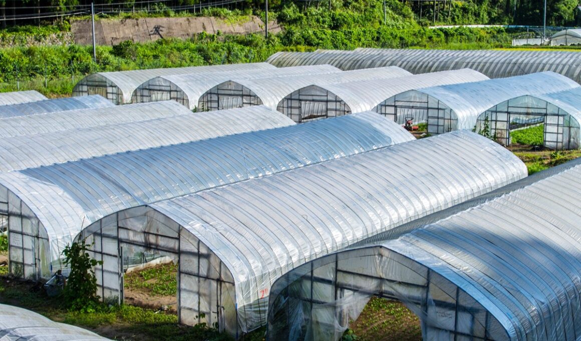 Transforme Seu Cultivo: Como Estabilizadores UV Potencializam Filmes de PE para Verdadeiras Estufas Verdes!